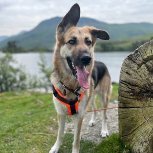 Seite 'Reisen mit Hund' anzeigen